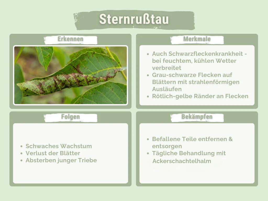 Sternrußtau