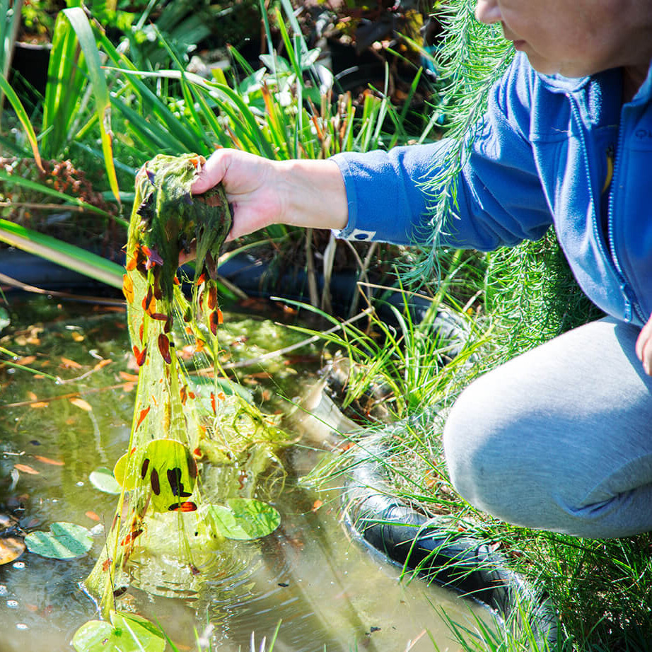 Natürlich Algen & Schlamm loswerden – Effektive Mikroorganismen im Teich