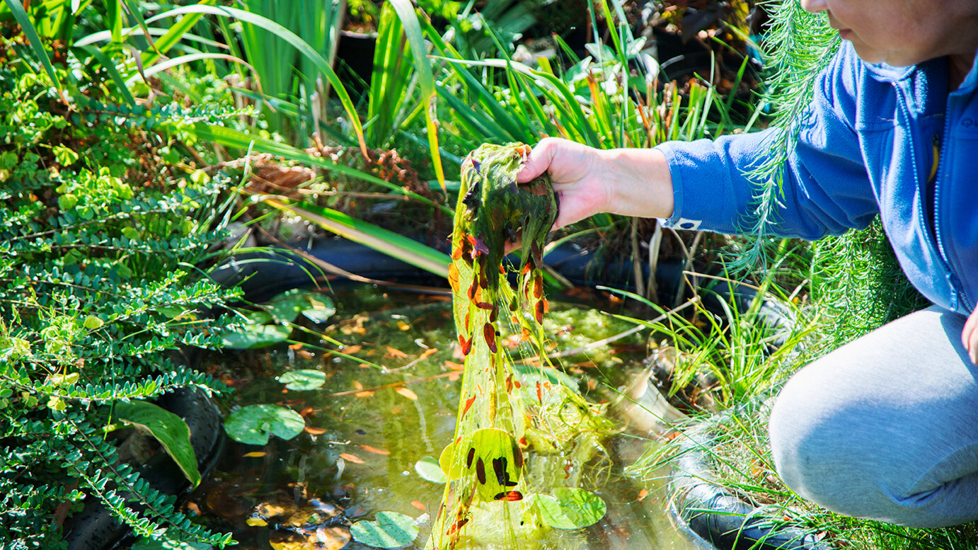 Natürlich Algen & Schlamm loswerden