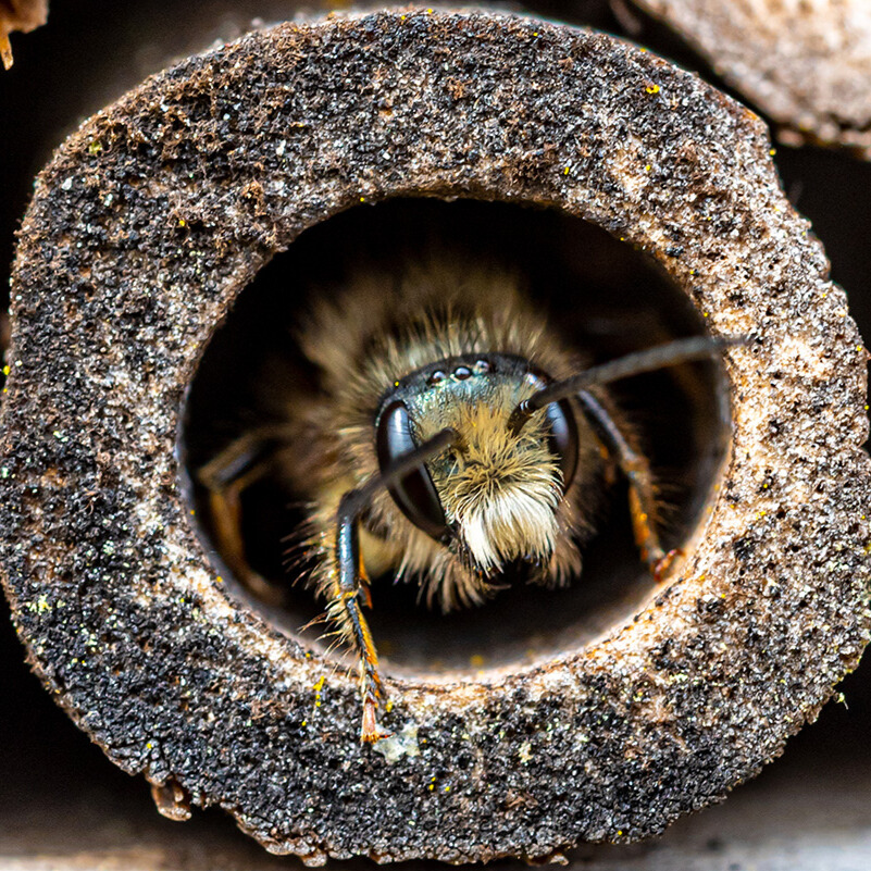 Nistplätze für Wildbienen