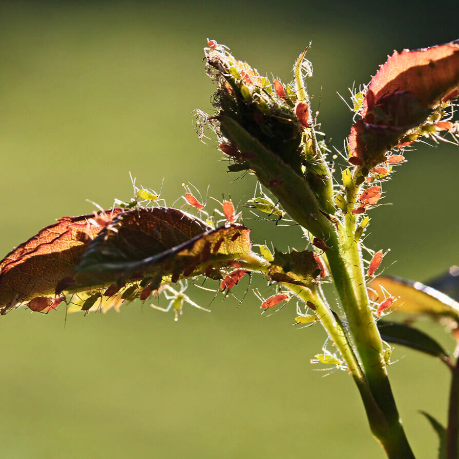 Biologische Schädlingsbekämpfung ohne Pestizide