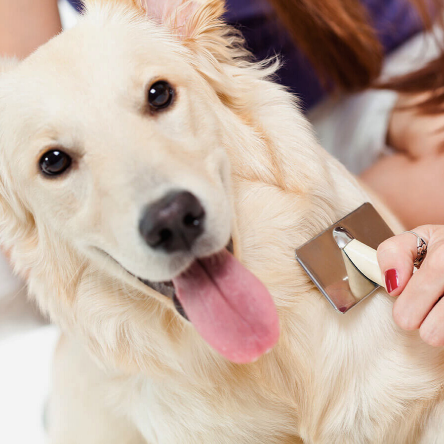 Fellpflege beim Hund: richtig bürsten, baden und trimmen für glänzendes Fell