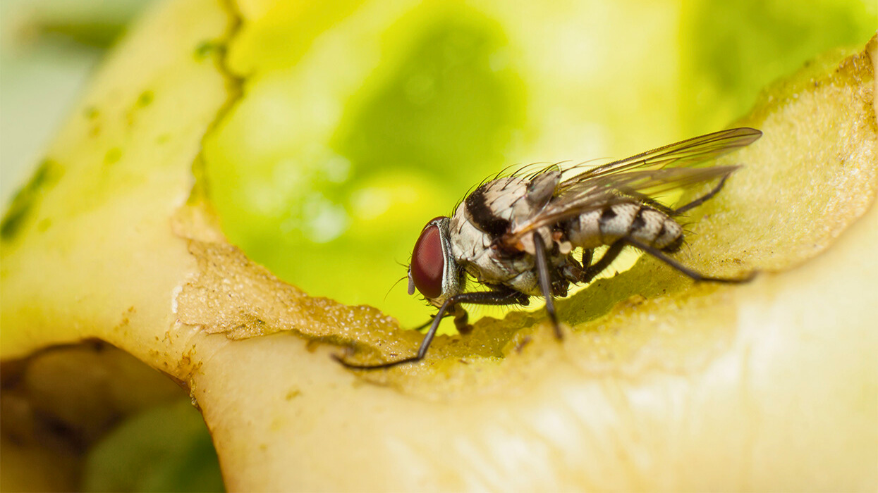 Fruchtfliegen loswerden