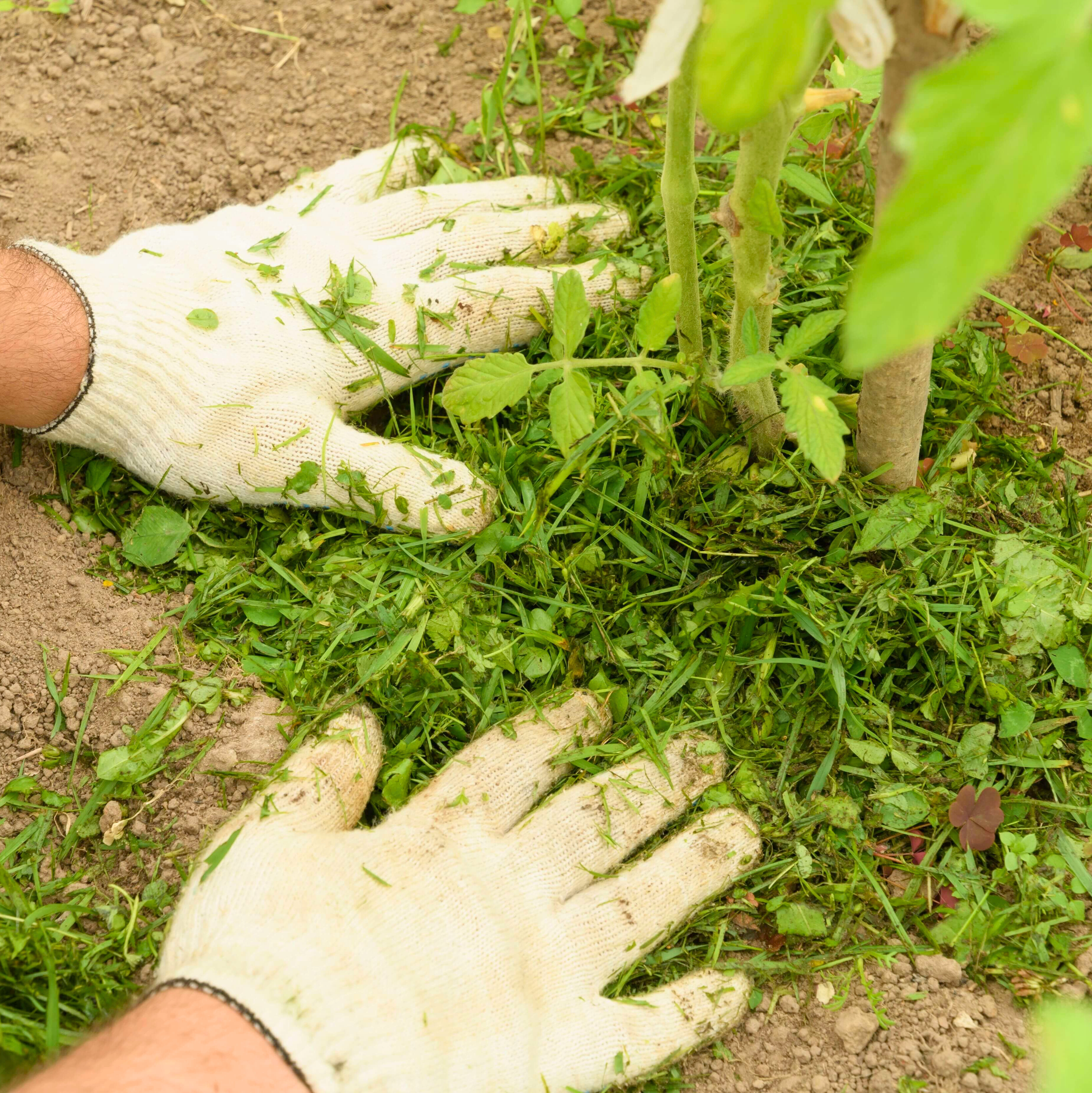 Sandboden verbessern: 5 einfache Tipps für gute Böden im Garten