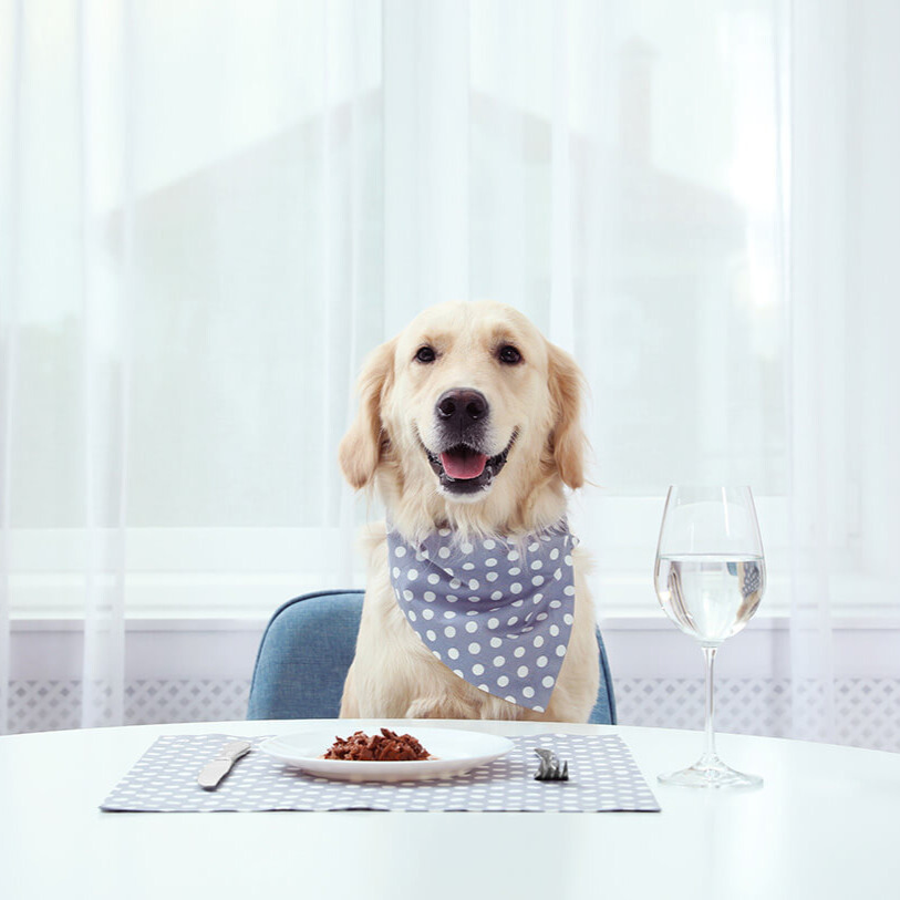 Hundeernährung – so fütterst Du Deinen Vierbeiner richtig