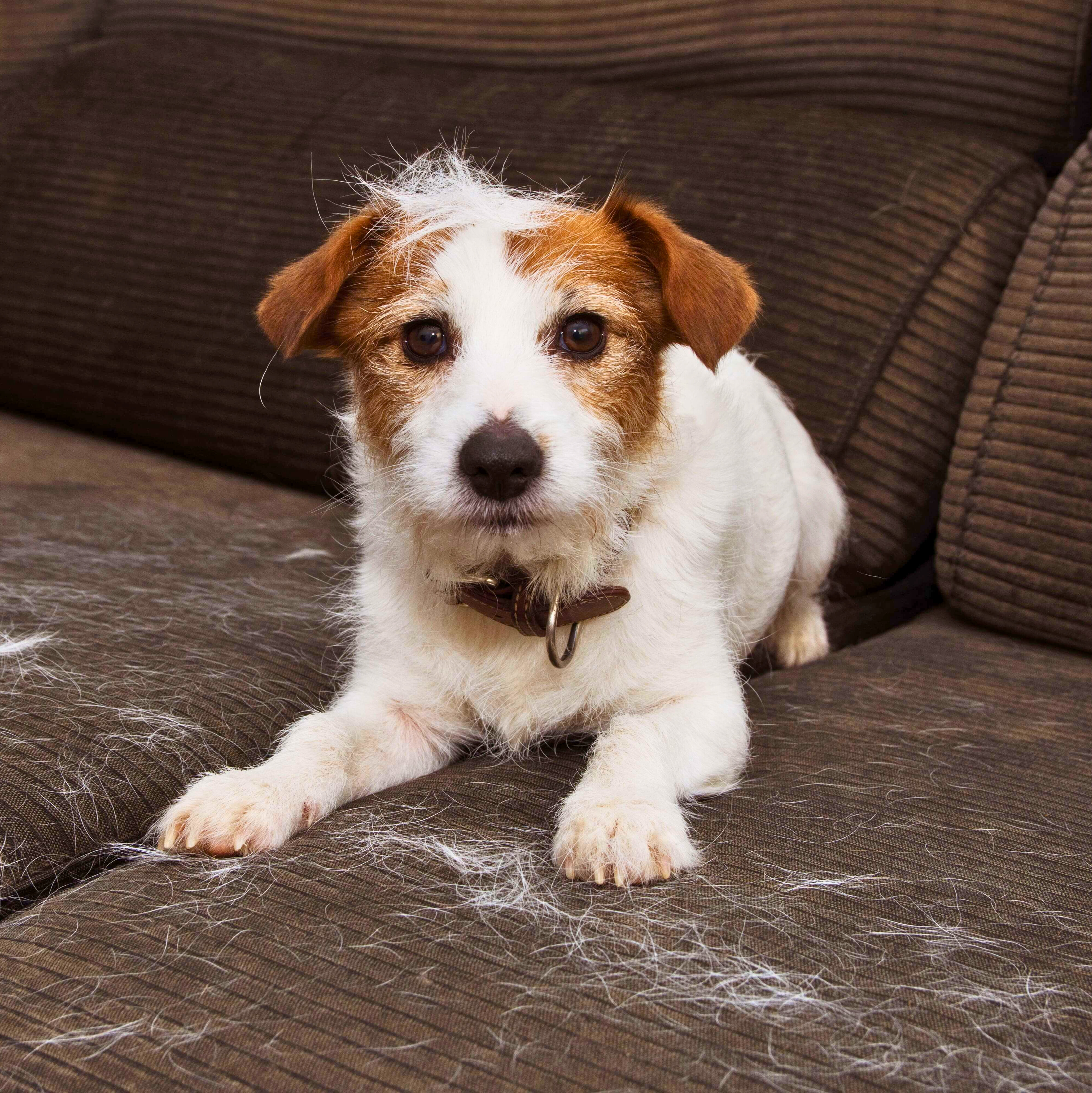 Einfach Hundehaare entfernen und schlechte Gerüche loswerden - so geht's!