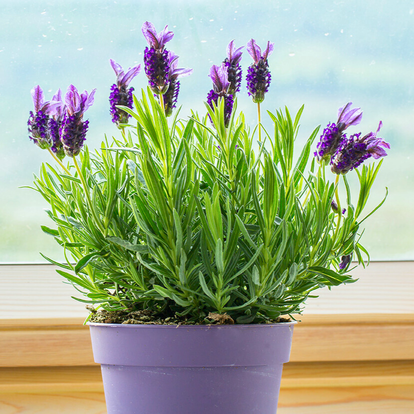 Lavendel