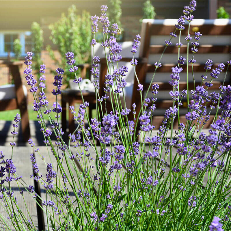 Lavendel pflanzen und pflegen mit Effektiven Mikroorganismen