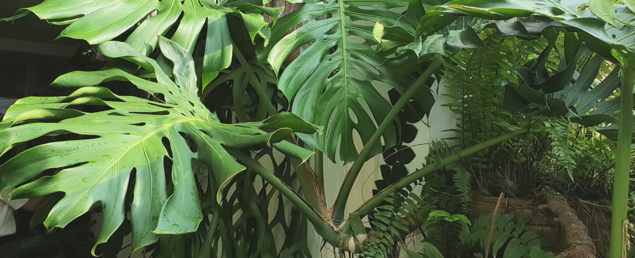 Monstera mit EM pflegen