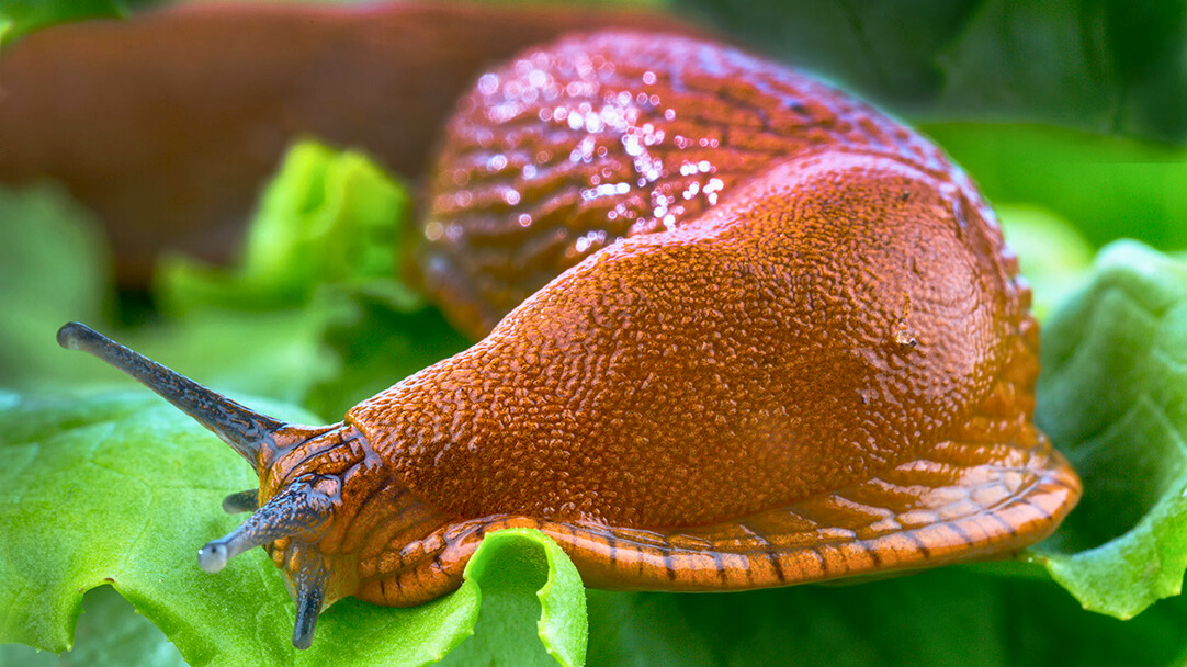 Nacktschnecken vertreiben