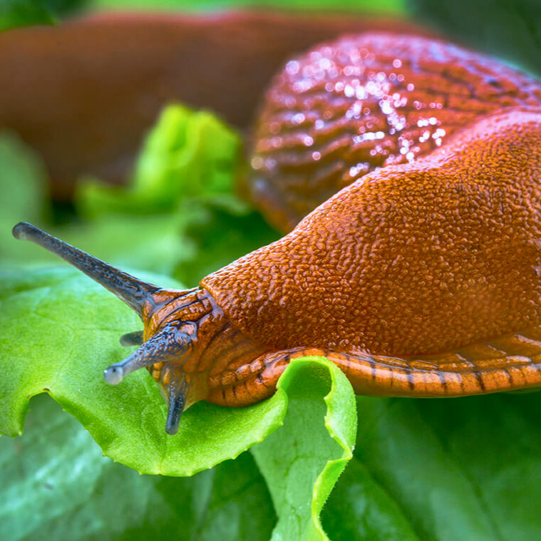 So vertreibst Du Nacktschnecken aus Deinem Garten 