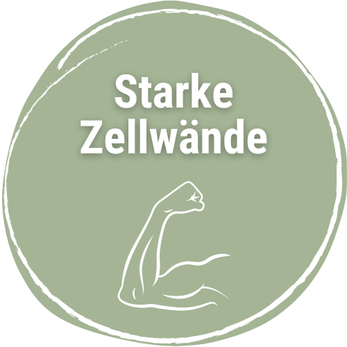 starke Zellwände