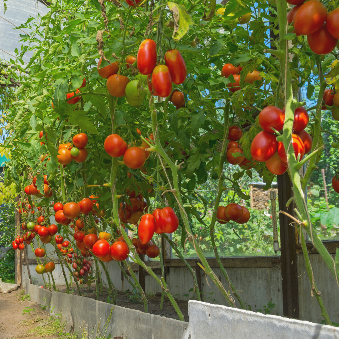 Tomaten im Gewächshaus