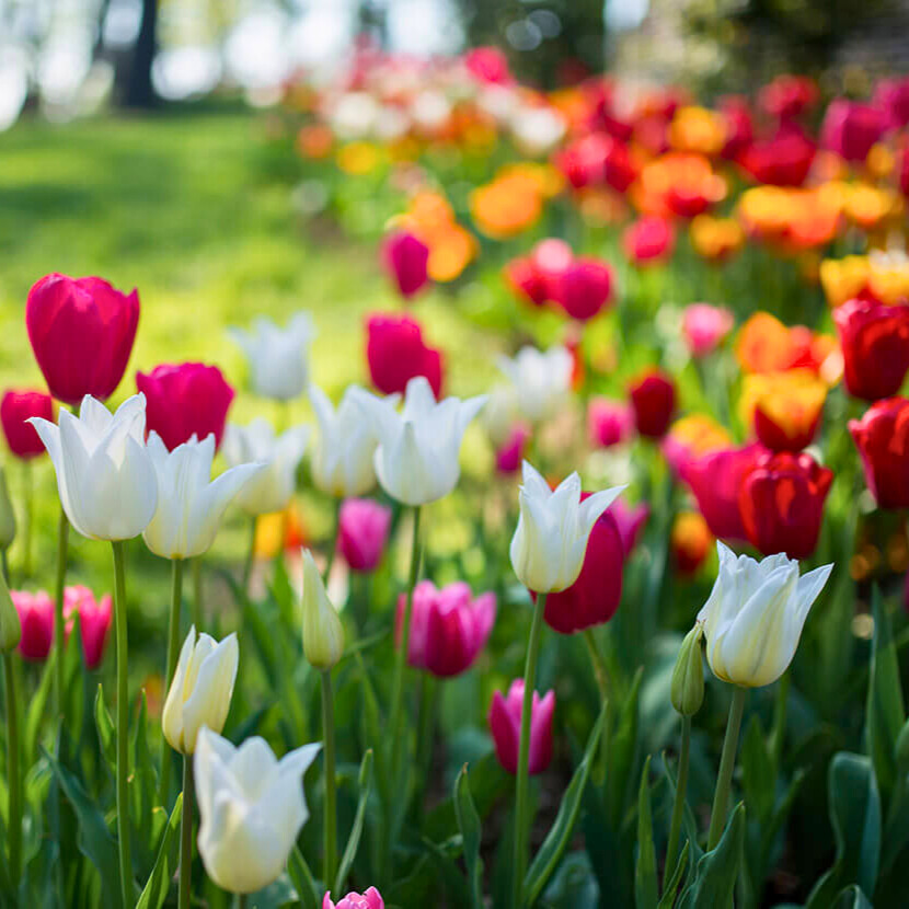 Tulpenzwiebeln pflanzen – Tipps zu Zeitpunkt, Standort, Pflege & mehr